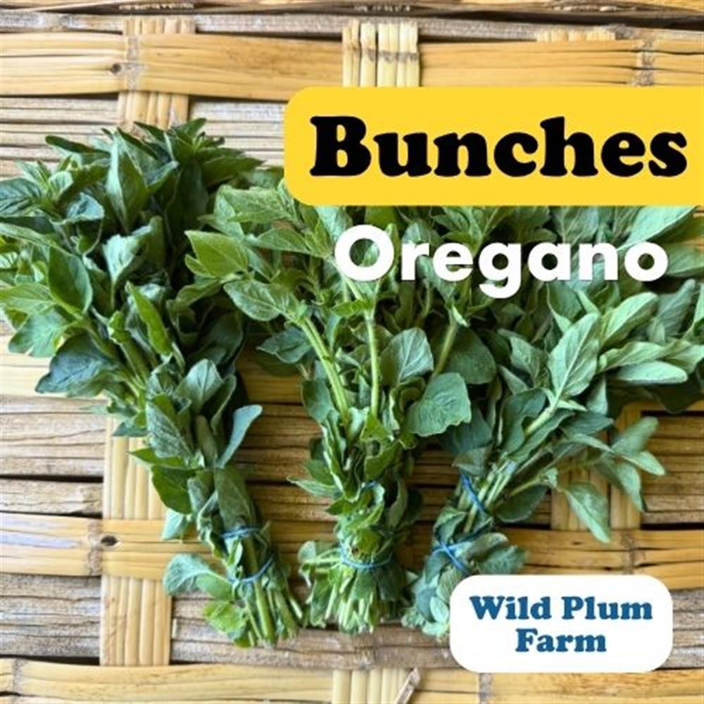 Oregano Bunch COG