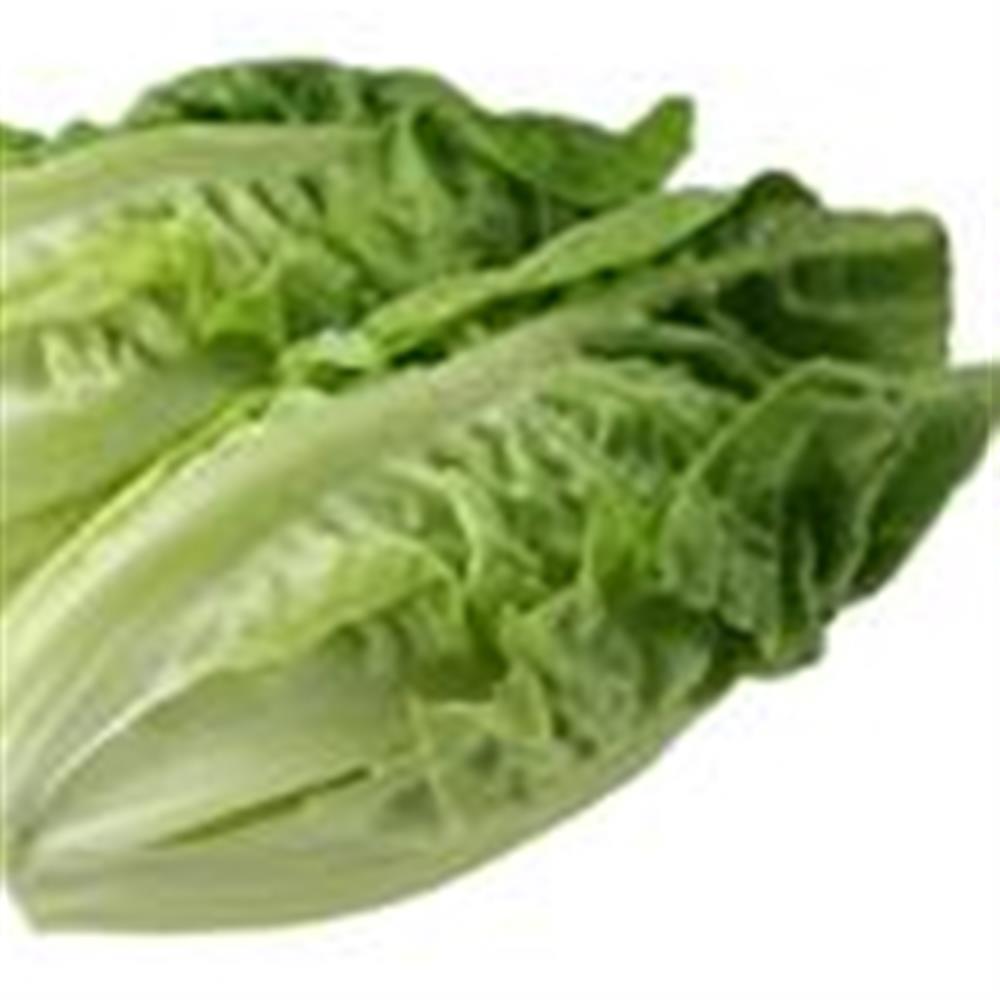 Lettuce, Romaine Head
