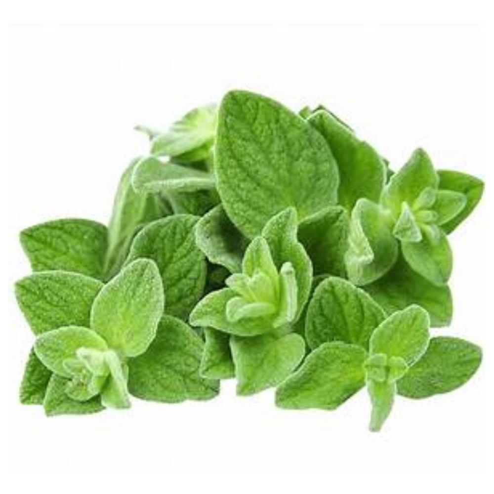 Oregano
