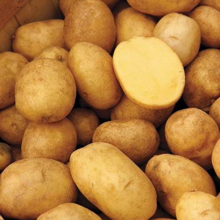 Butterball potatoes, including one cut in half.