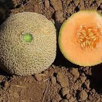 Melons, Musk