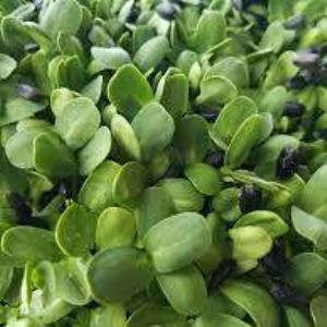 Microgreens, Sunflower