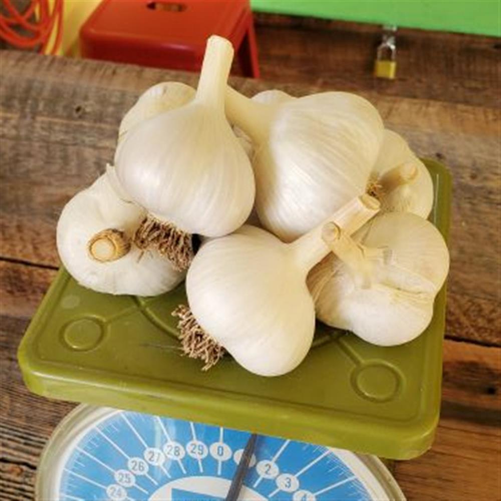 Garlic, Softneck