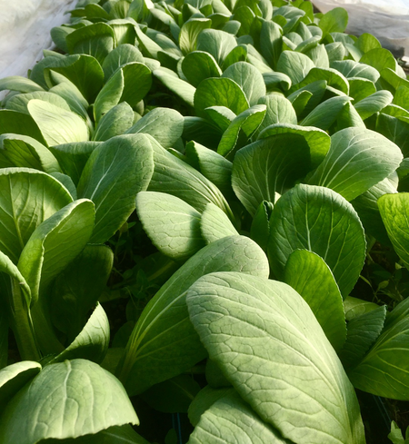 Baby bok choy leaves.