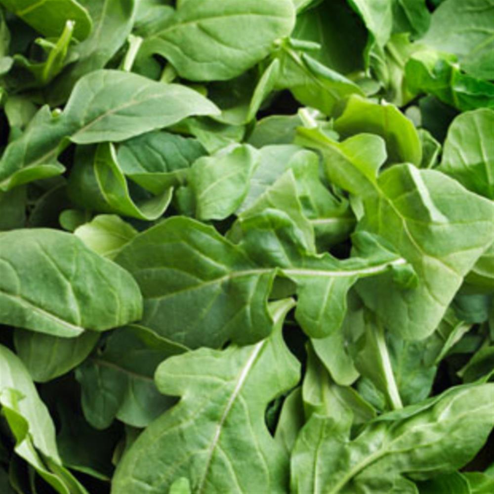 Arugula