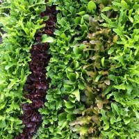 Lettuce, Spring Mix
