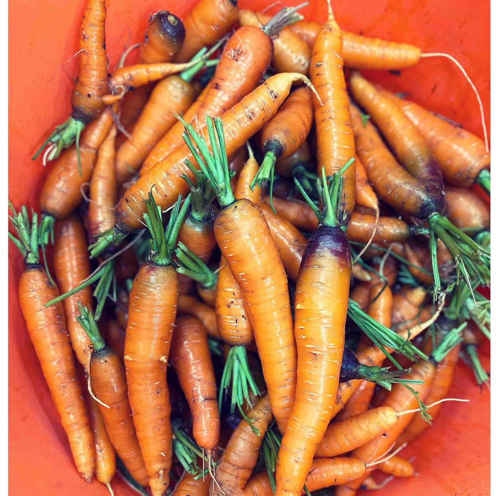 Orange carrots with short green stems