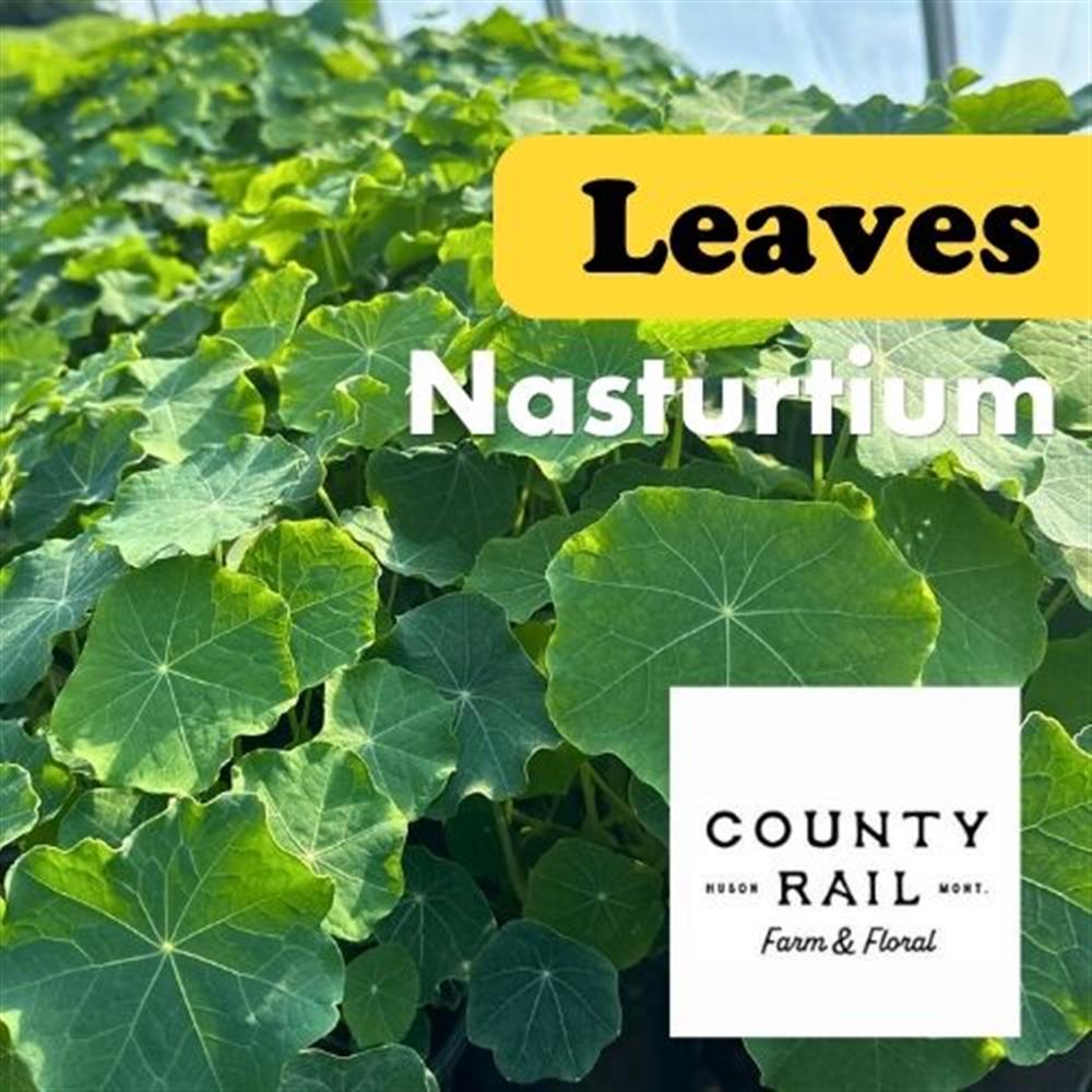 Leaves Nasturtium COG