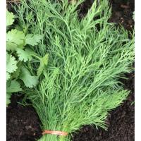 Dill