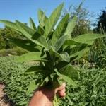 Sage Bunch COG