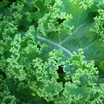 Kale Green COG