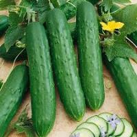 Cucumber, Slicing