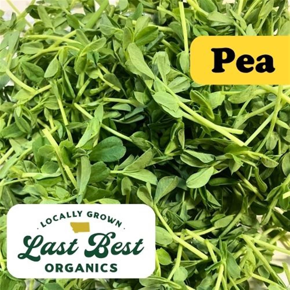 Microgreens Pea COG