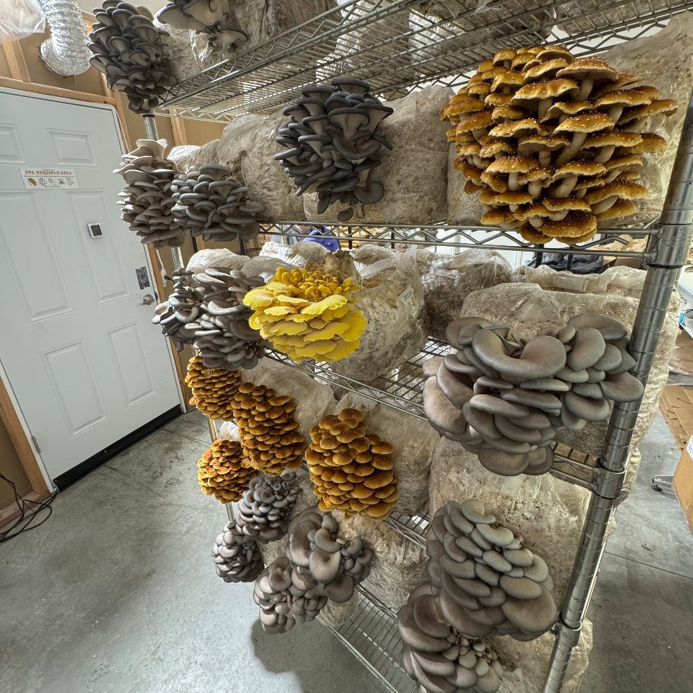 Clusters of oyster mushrooms growing on shelving.