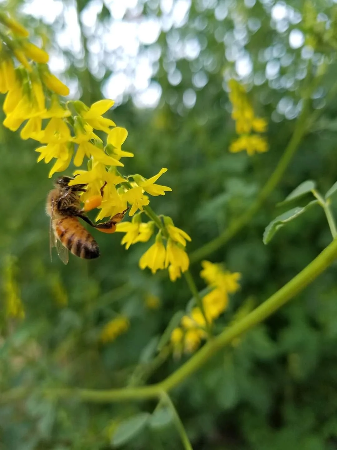 A honeybee visits yellow flowers.