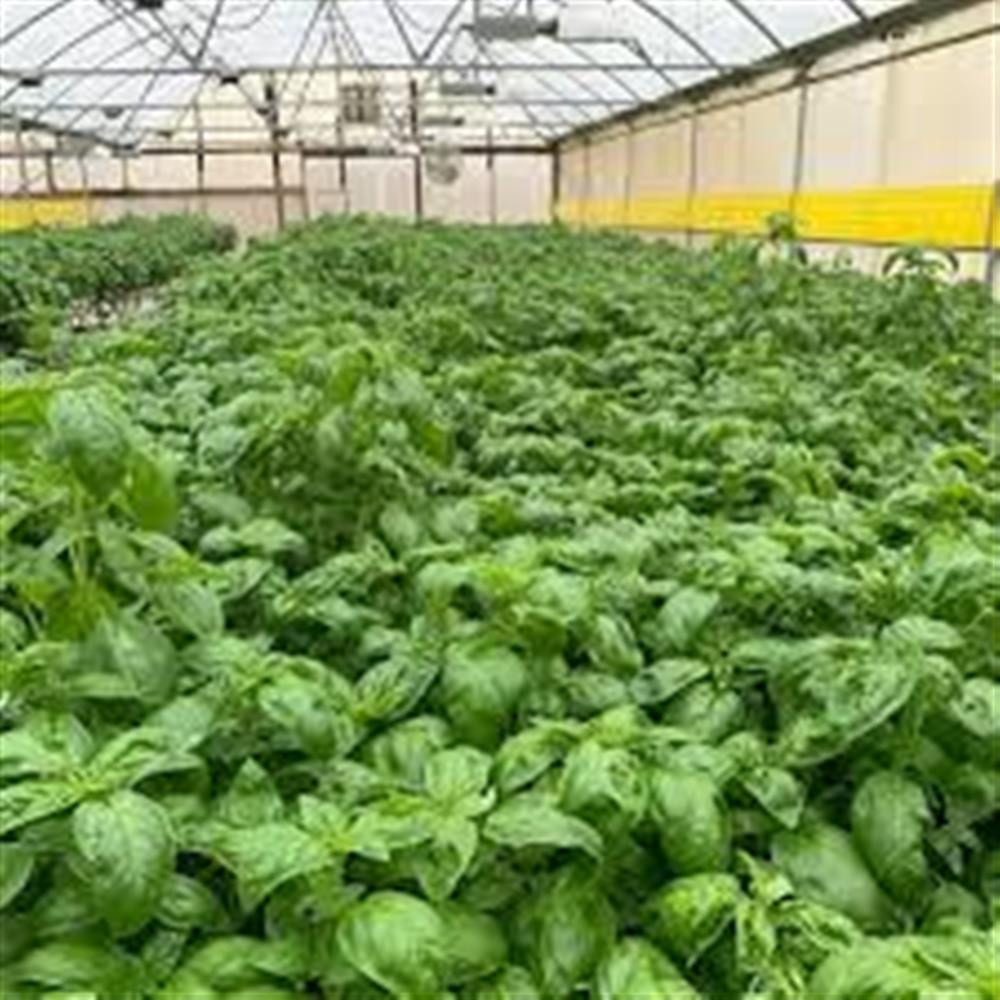 Basil growing inside a greenhouse