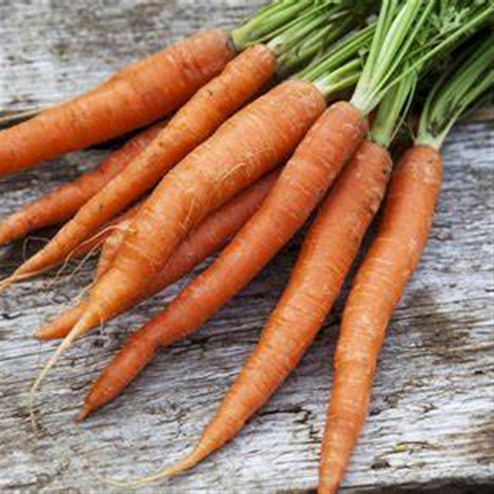 Orange carrots with leafy tops