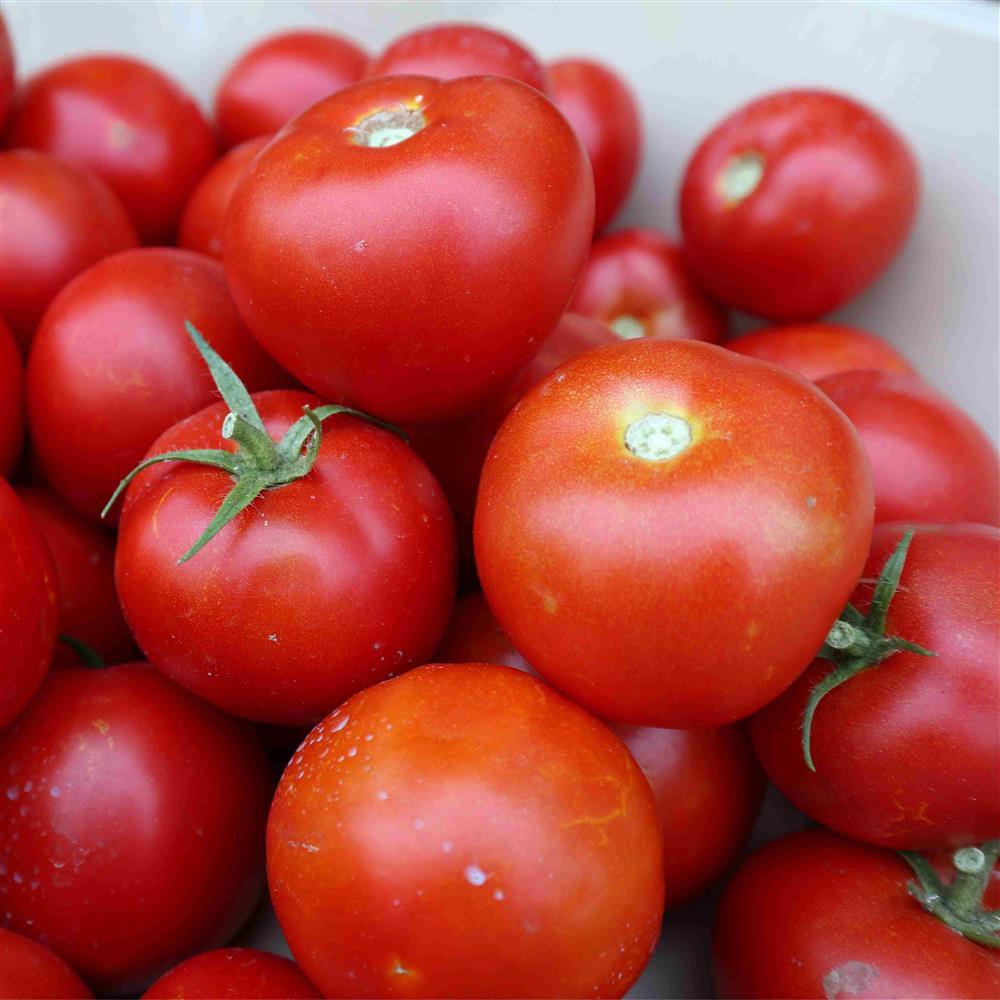 Tomatoes, Red