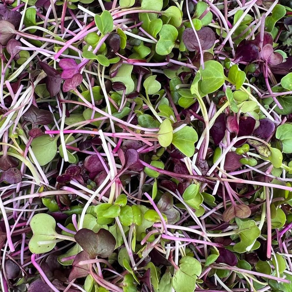 Microgreens, Spicy Mix