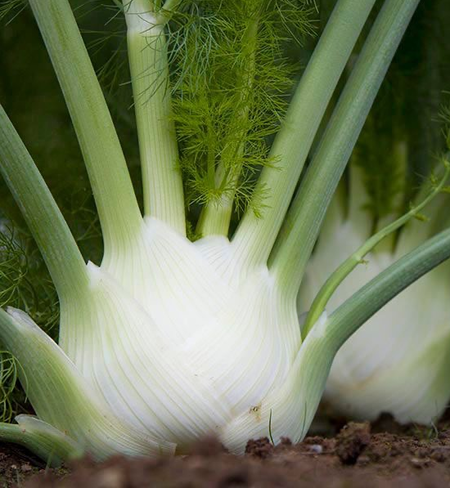 A fennel bulb with green stalks.