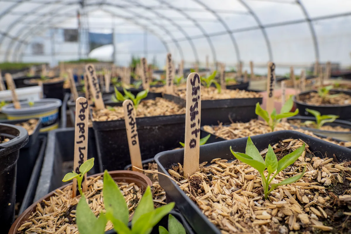 Young greenhouse plants in pots, with visible Poblano and Shishito labels.