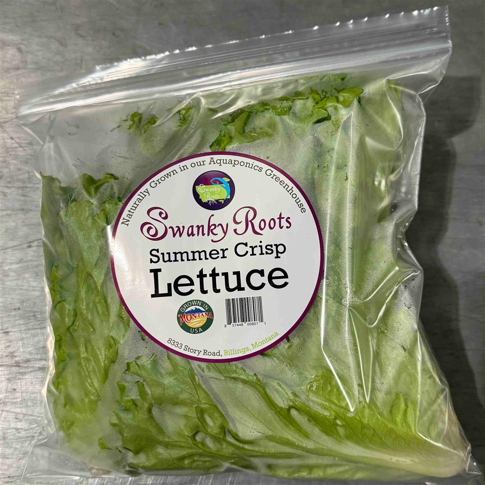 Lettuce, Summer Crisp Head