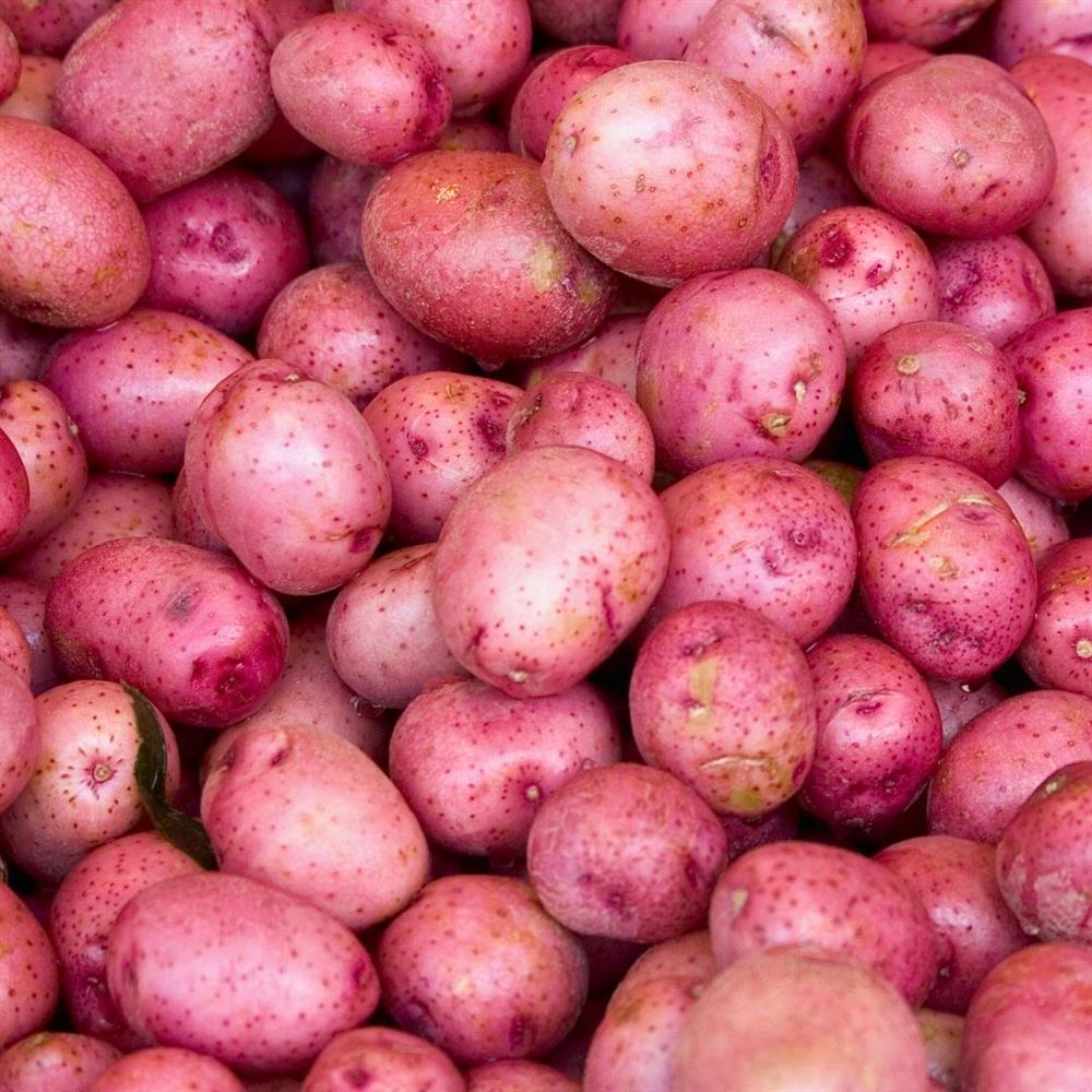 Potato New Red COG