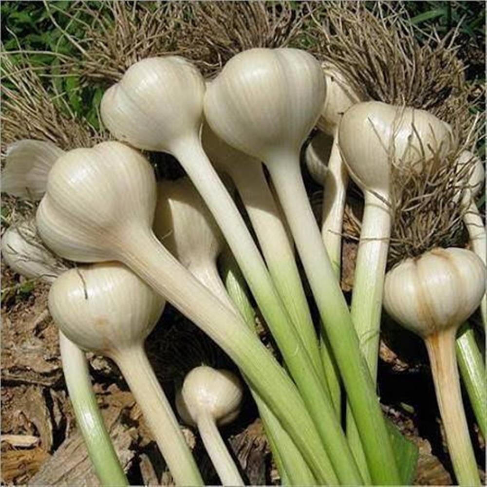 Garlic, Hardneck (green)