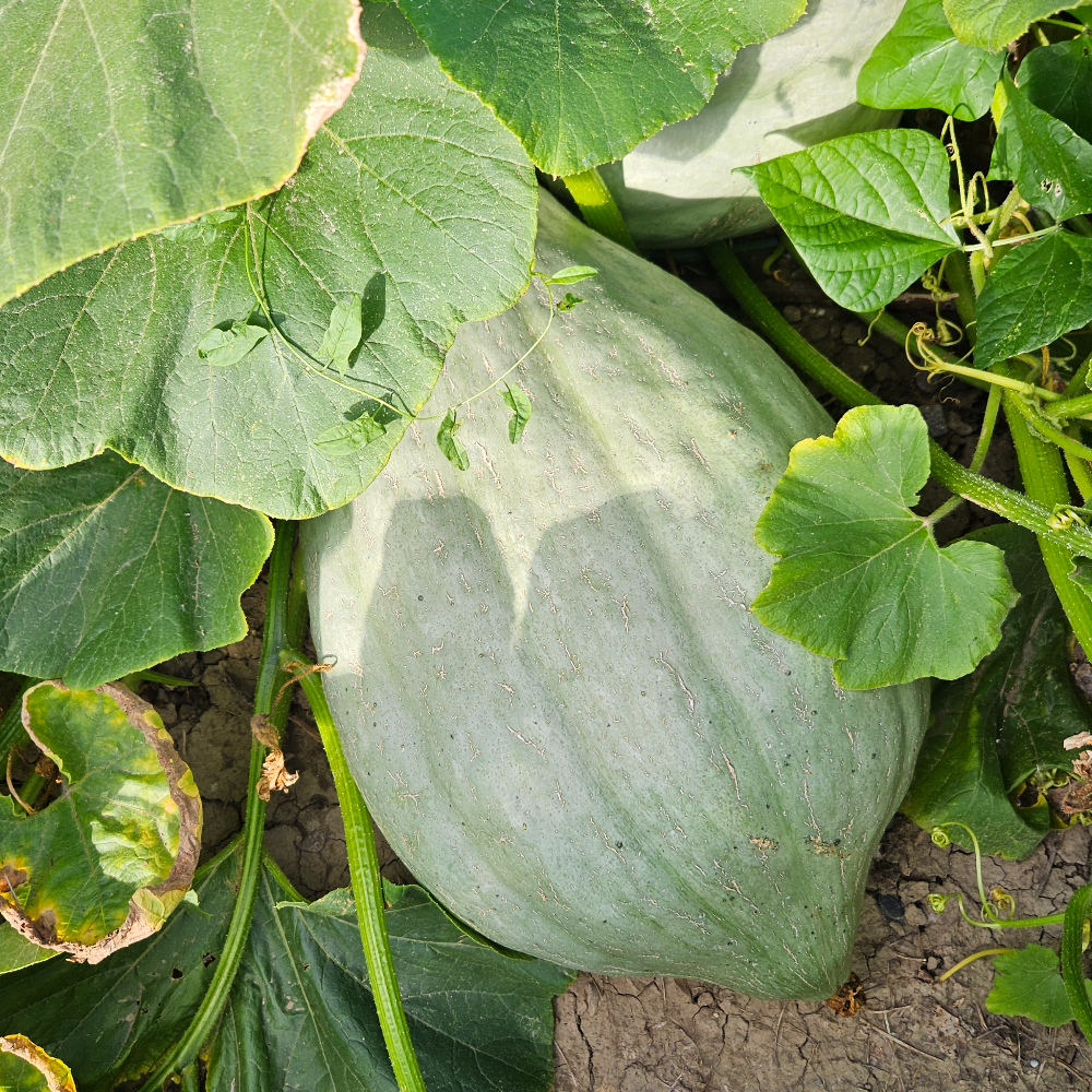 Large green winter squash growing on a vine