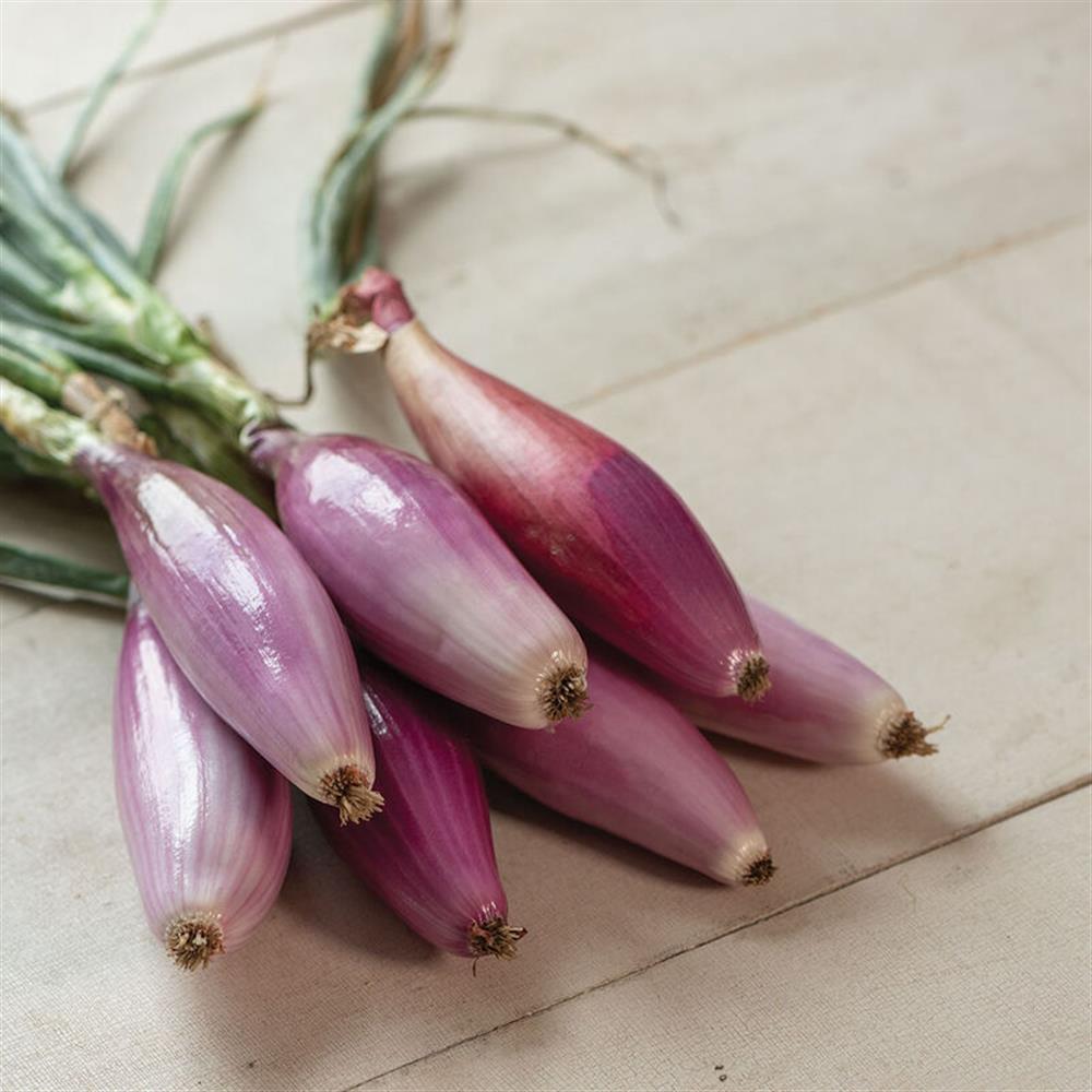Elongated red onions with green stems