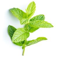 Mint