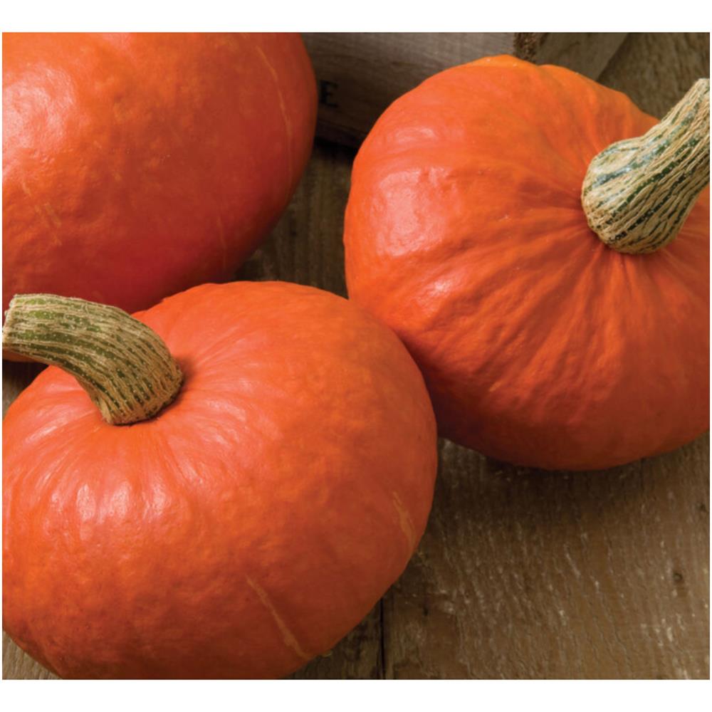 Orange kabocha squash with stems.