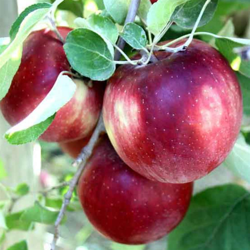 Apples, Cosmic Crisp