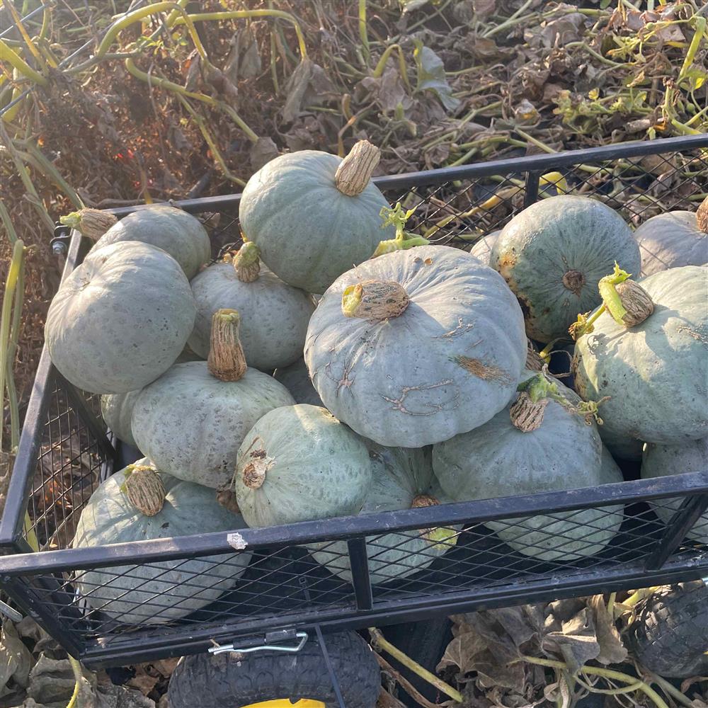 Green winter squash piled in a crate