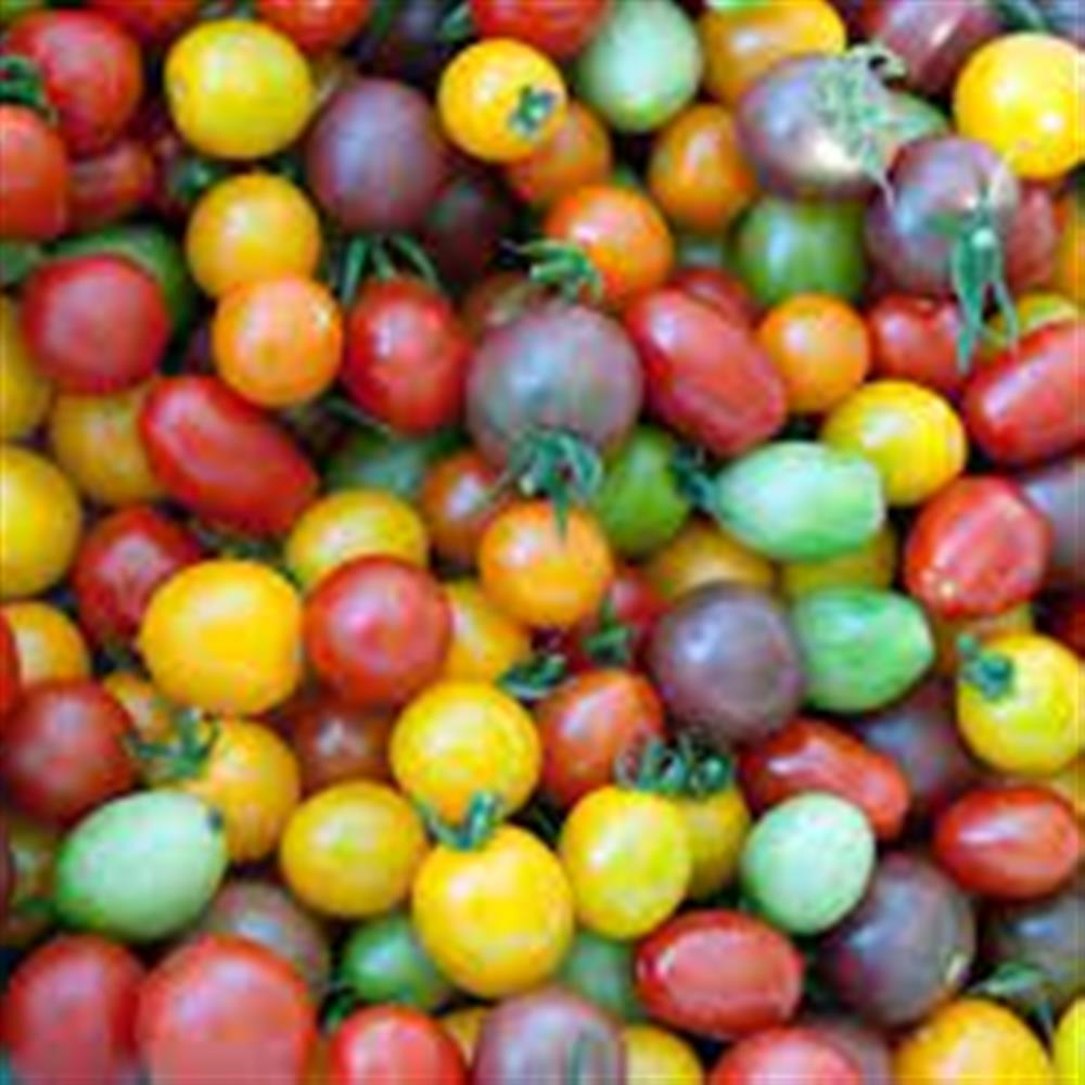 Cherry Tomatoes, Multi-Color