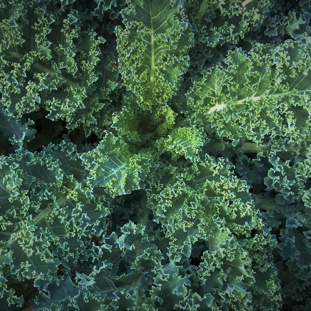 Curly green kale leaves