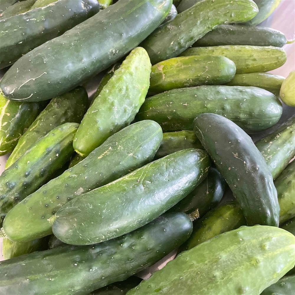 Green cucumbers