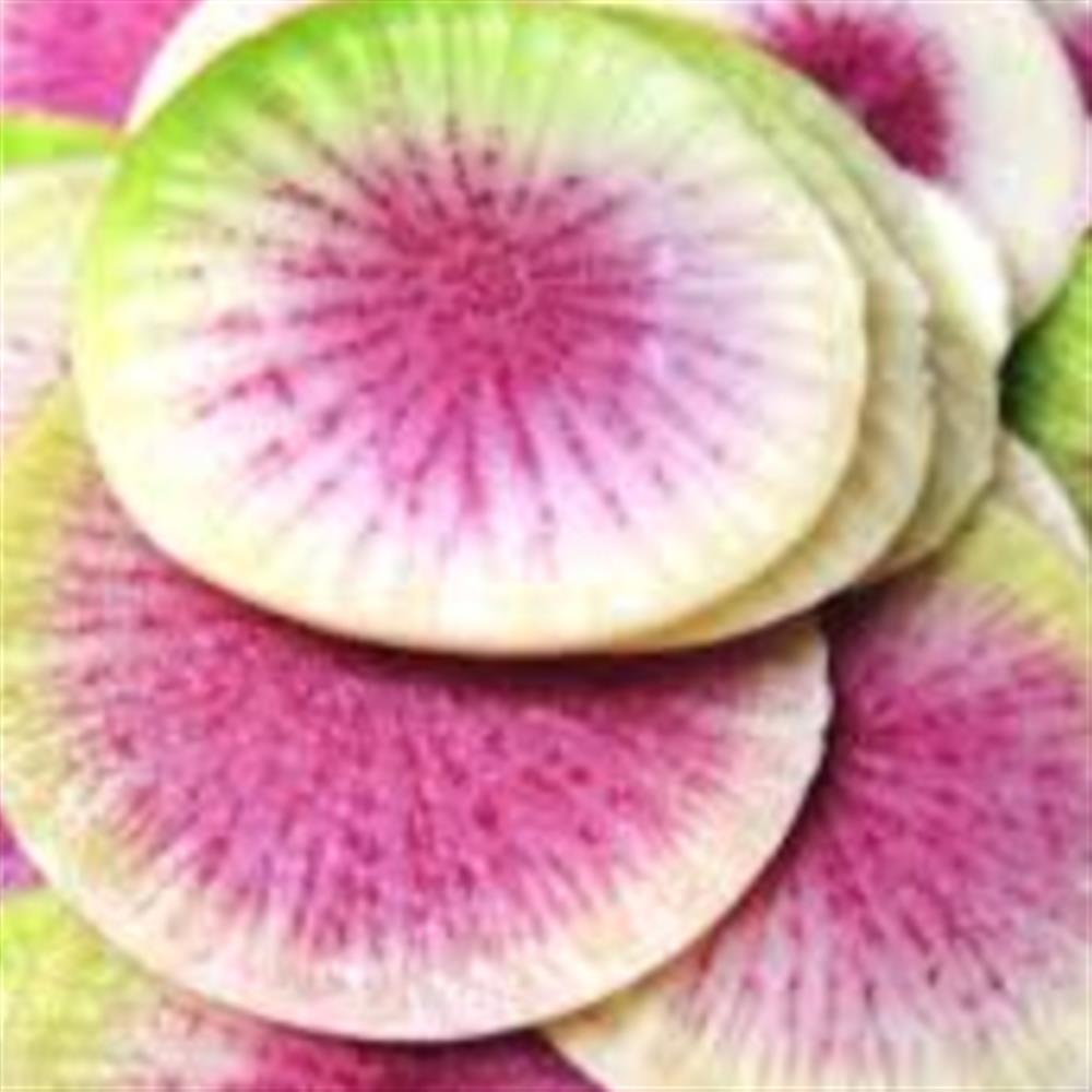 Watermelon Radish- sliced